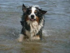 australian-shepherd picture