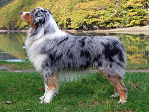 australian-shepherd picture
