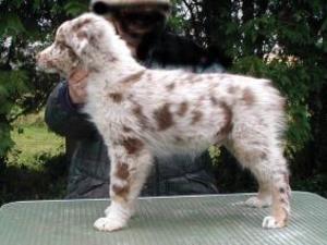 australian-shepherd picture