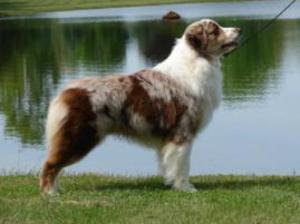 australian-shepherd picture