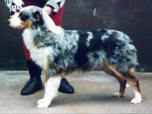 australian-shepherd picture