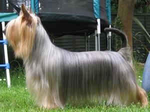 australian-silky-terrier picture
