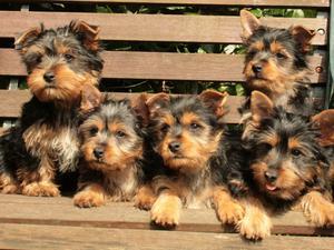 australian-silky-terrier picture