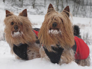 australian-silky-terrier picture