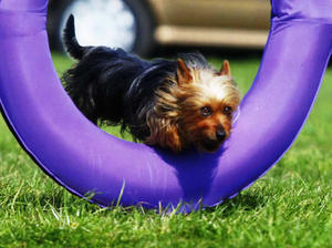 australian-silky-terrier picture