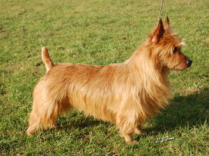 Australian Terrier picture