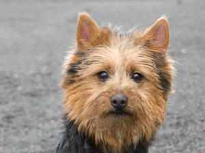 australian-terrier picture