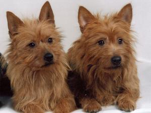 australian-terrier picture
