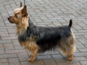 australian-terrier picture