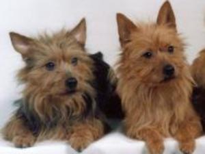 australian-terrier picture