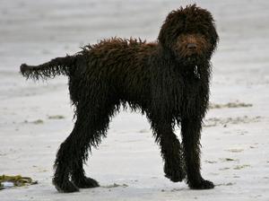 barbet picture