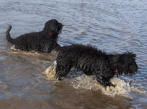barbet picture