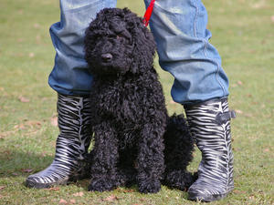 barbet picture