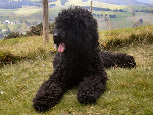 barbet picture