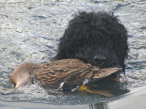 barbet picture