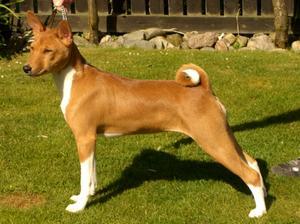 basenji picture