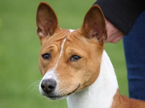 basenji picture