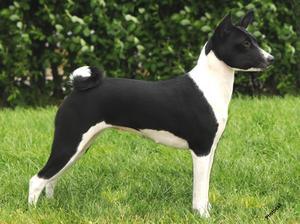 basenji picture