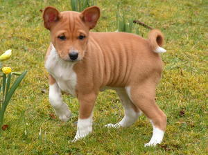 basenji picture