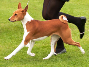 basenji picture