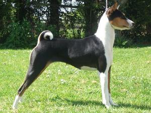 basenji picture