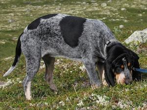 basset-bleu-de-gascogne picture