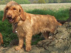 basset-fauve-de-bretagne picture