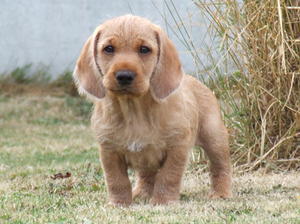basset-fauve-de-bretagne picture