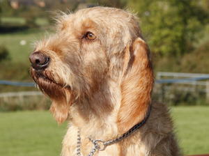 basset-fauve-de-bretagne picture