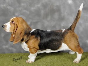 Basset Hound picture
