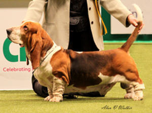 basset-hound picture