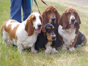 basset-hound picture