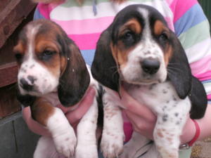 basset-hound picture