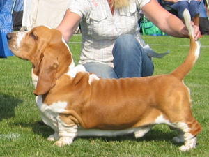 basset-hound picture