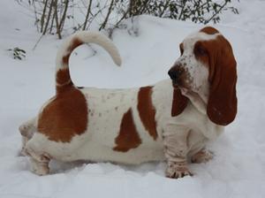 basset-hound picture
