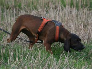 Bavarian Mountain Hound picture