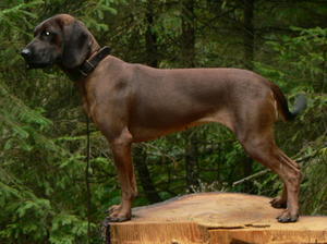 bavarian-mountain-hound picture