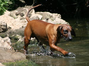 bavarian-mountain-hound picture