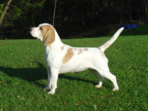 beagle picture