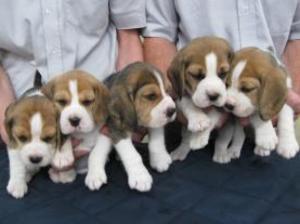 beagle picture