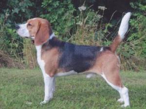 beagle picture