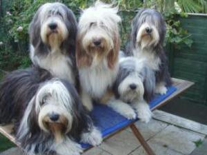 bearded-collie picture