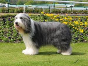 bearded-collie picture