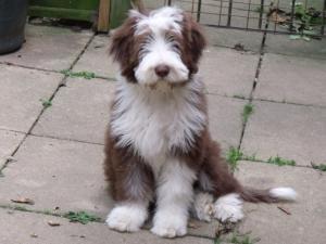 bearded-collie picture