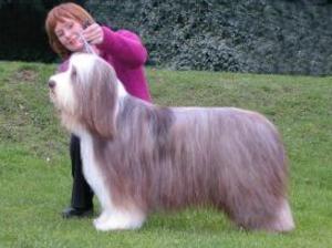 bearded-collie picture