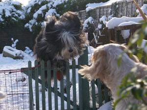 bearded-collie picture
