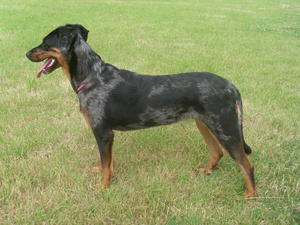 beauceron picture