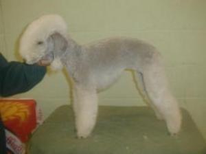 bedlington-terrier picture