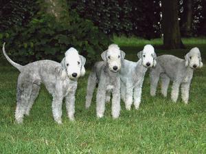 bedlington-terrier picture