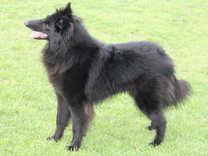 belgian-shepherd-groenendael picture